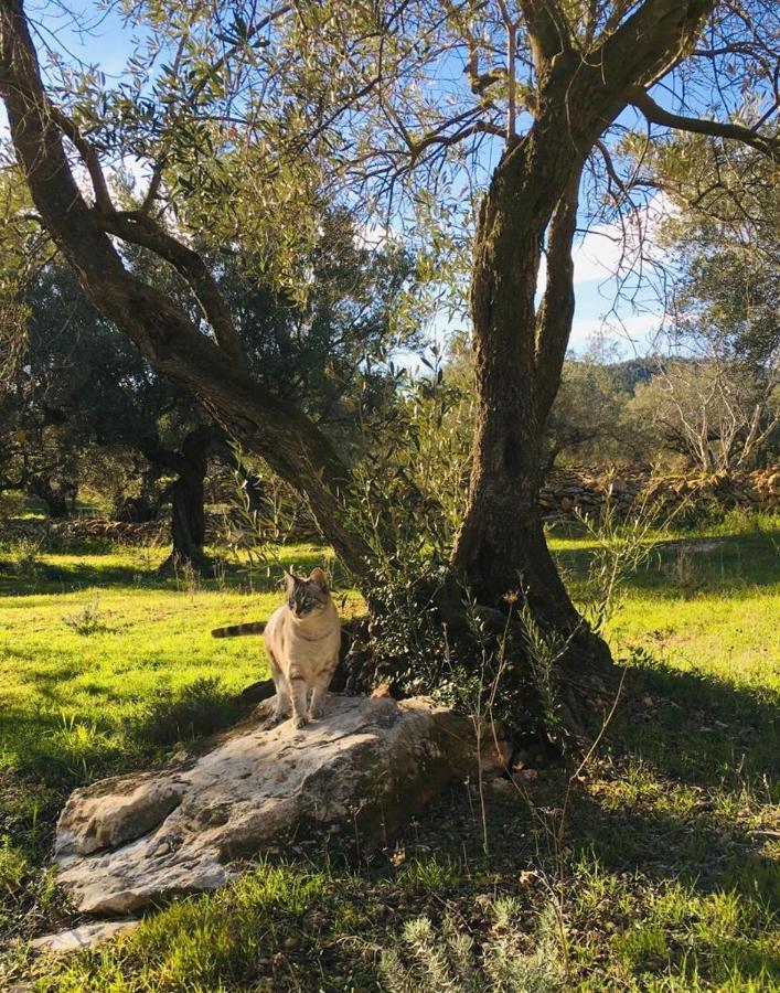 Paraiso Bell Tent Tortosa Eksteriør bilde